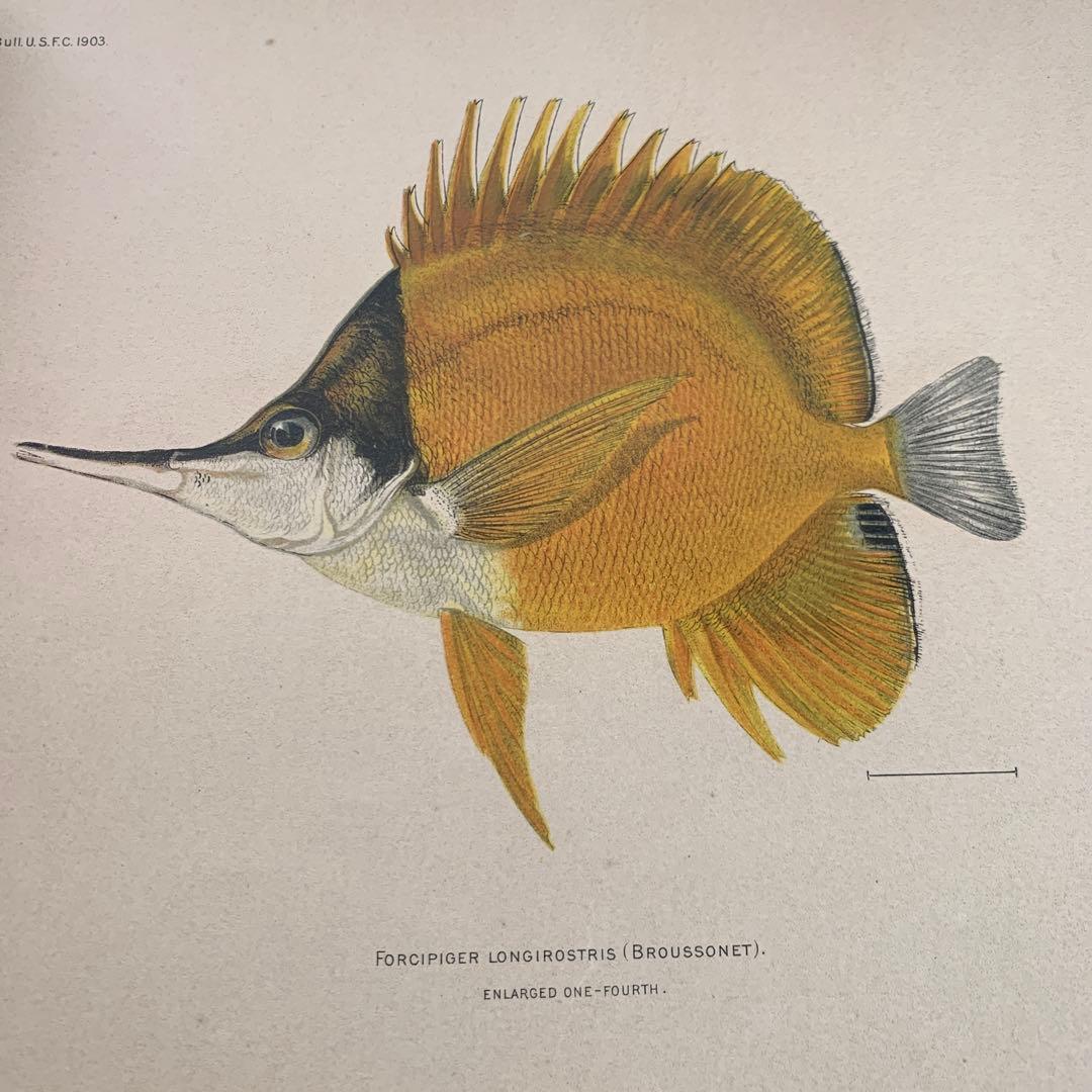 【希少】HAWAIIAN FISHESハワイの魚の画集　洋書