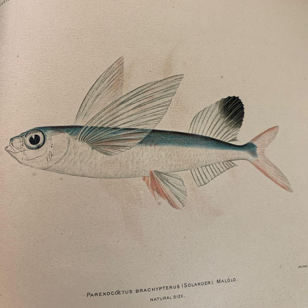 【希少】HAWAIIAN FISHESハワイの魚の画集　洋書