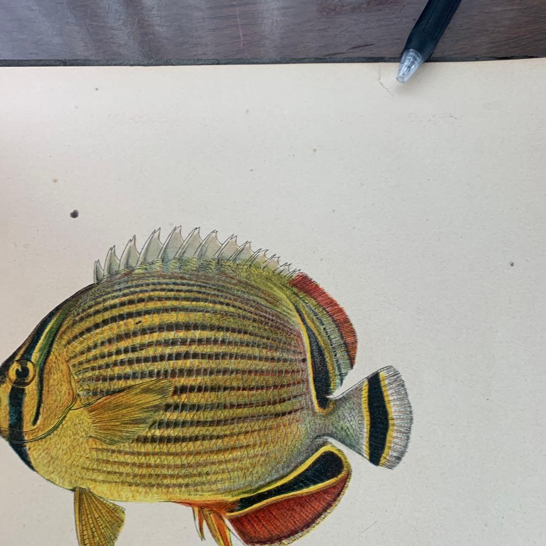 【希少】HAWAIIAN FISHESハワイの魚の画集　洋書