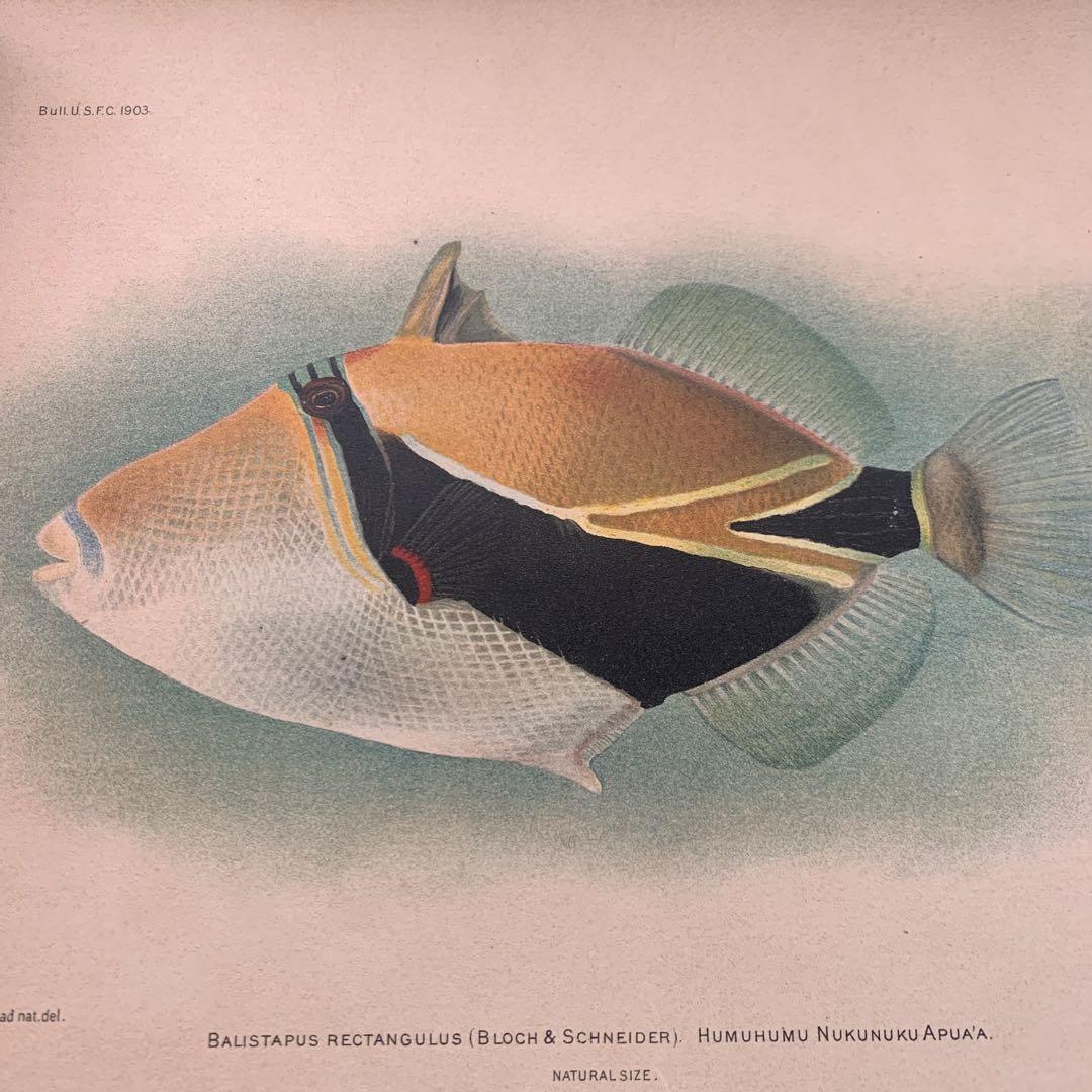 【希少】HAWAIIAN FISHESハワイの魚の画集　洋書