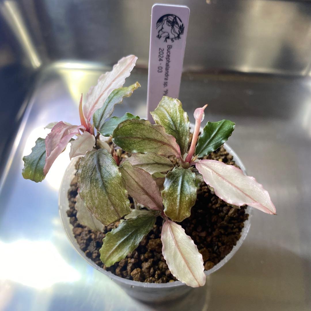Bucephalandra sp.PinkVariegatedピンクバリエガータ