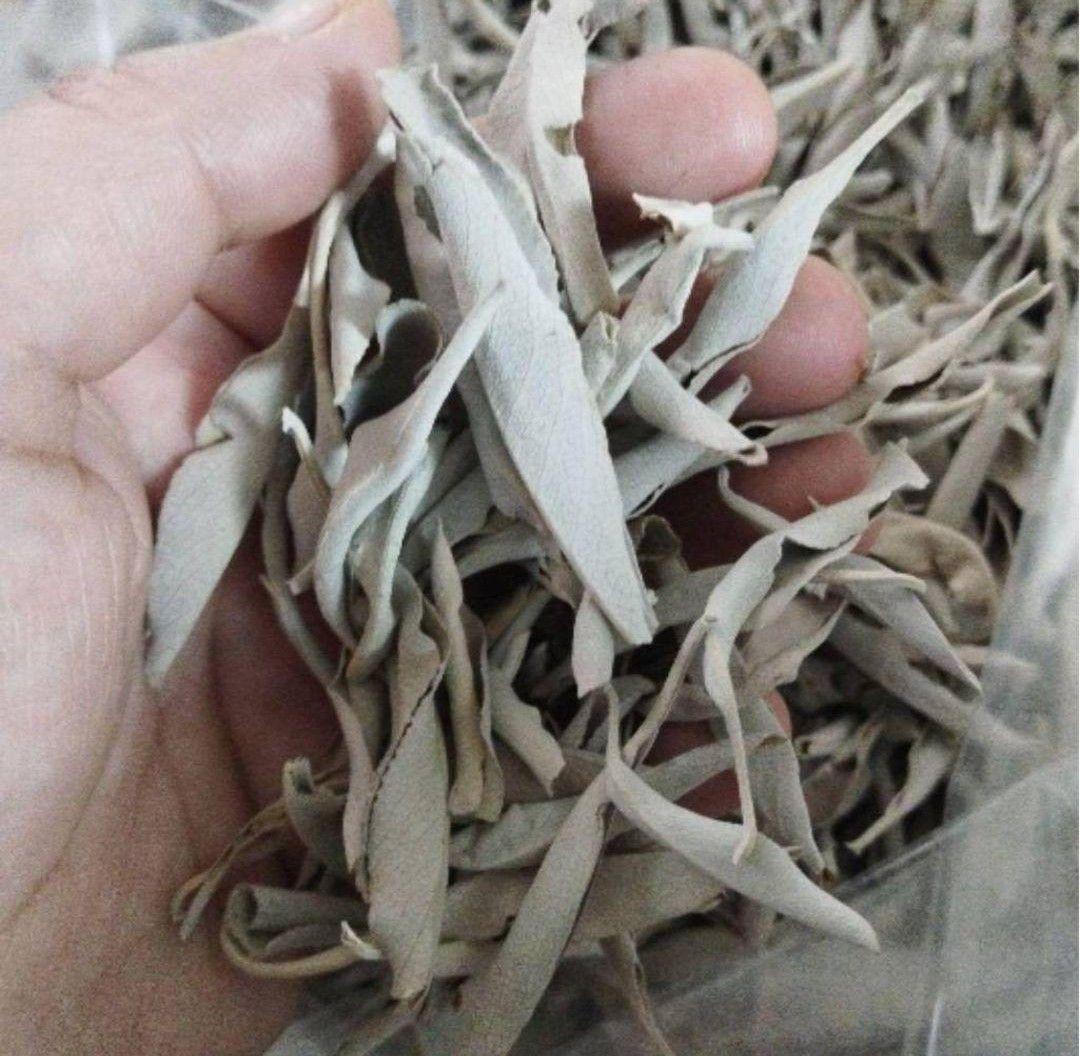 激安価格☆無農薬ホワイトセージリーフ1kg業務用価額お得