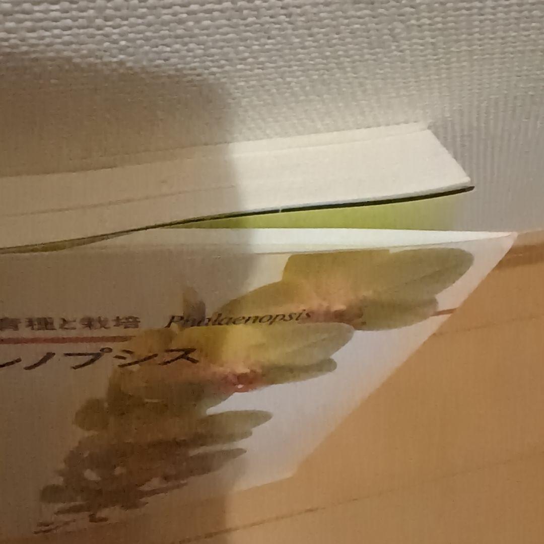 【レア】ファレノプシス （花専科・育種と栽培） 市橋正一／編著