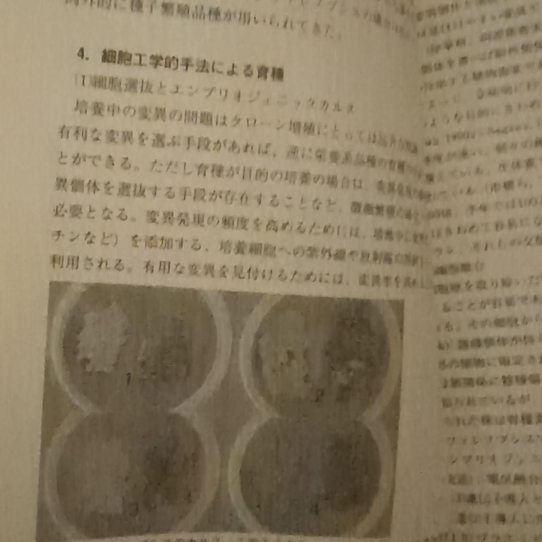 【レア】ファレノプシス （花専科・育種と栽培） 市橋正一／編著