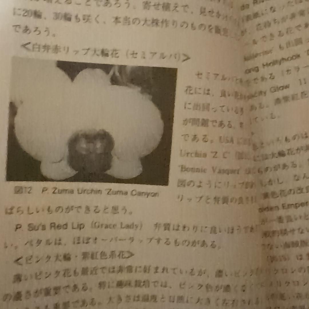【レア】ファレノプシス （花専科・育種と栽培） 市橋正一／編著