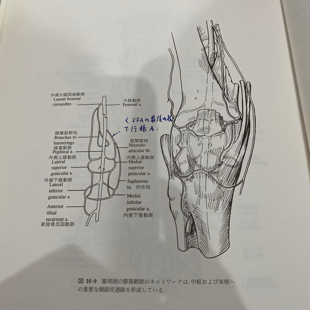 重要血管へのアプローチ