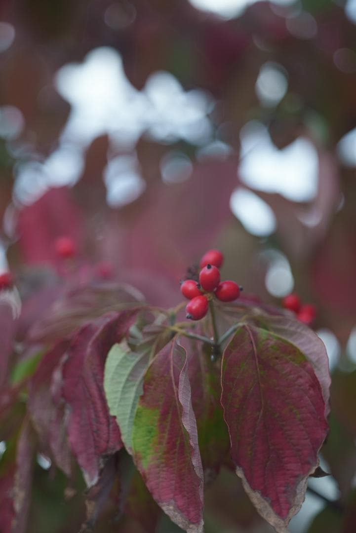 虹のかかる沈胴！Leica Elmar M 90mm F4 沈胴 オールドレンズ