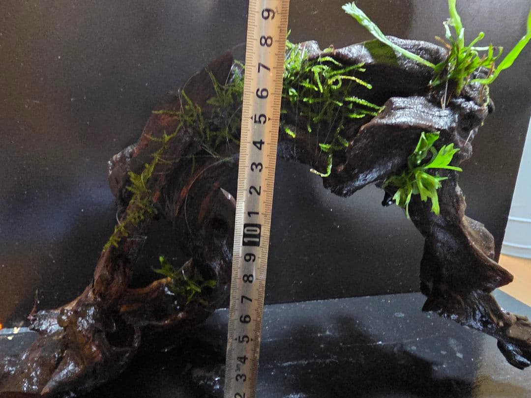 アーチ高 流木 大サイズ ウェンディロブ子株巻き