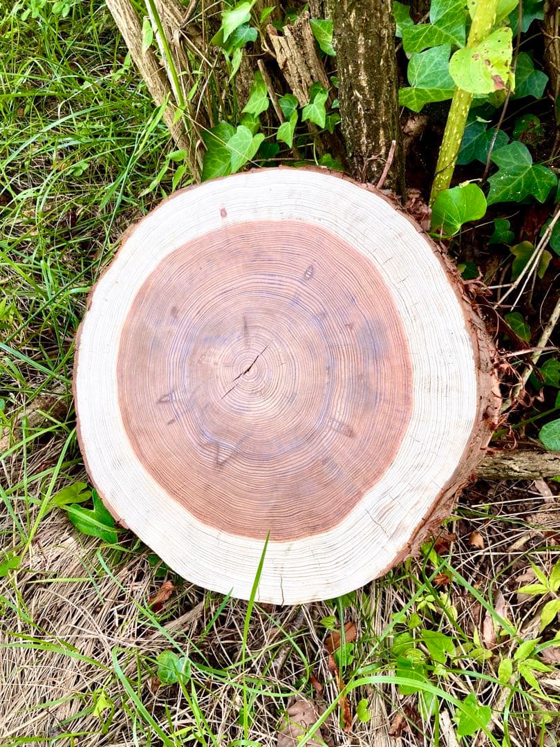 完売　オーダー受付中！天然杉/超特大サイズ！【森を感じられる切り株テーブルなど】