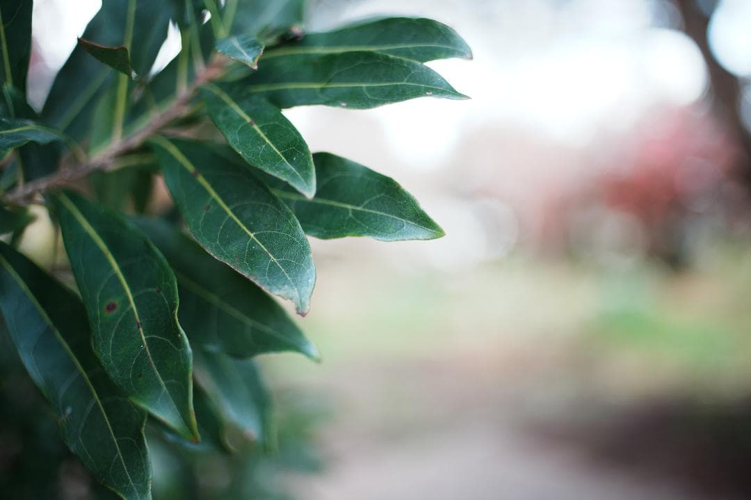 アダプター2こNikon Ai Nikkor 35mm F2 026