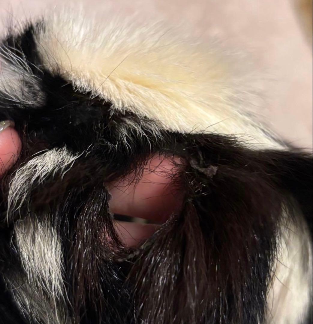 希少 MARNI マルニ 上質 デザイン リアルファー 毛皮 ジャケット