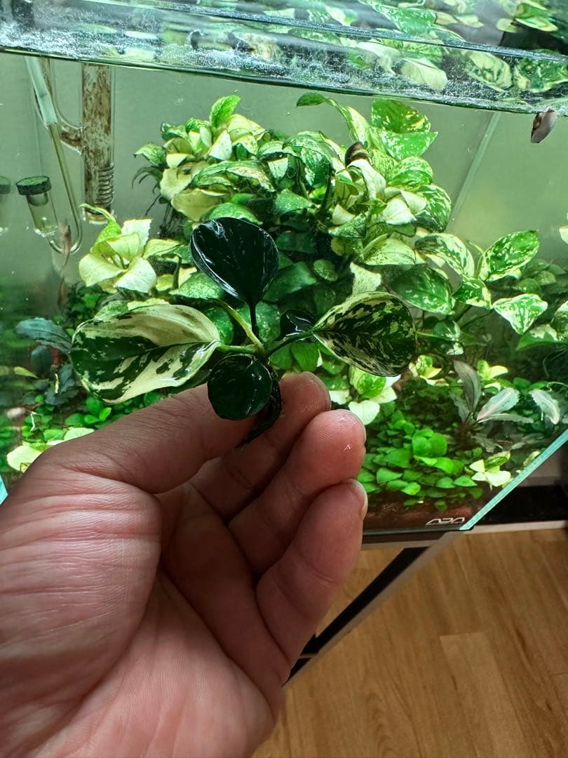 アヌビアスナナ　斑入りキング　5株