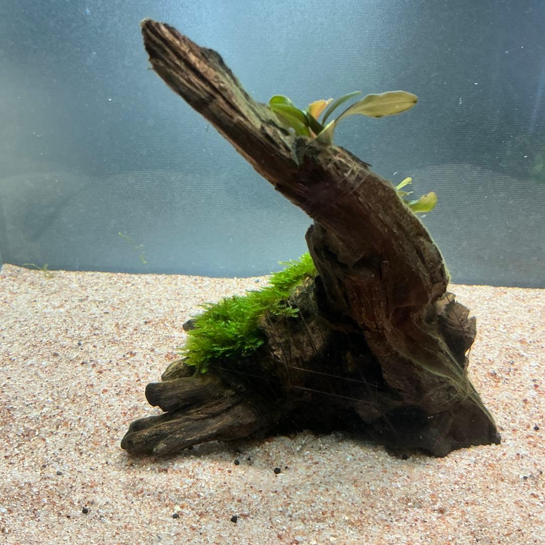 【第四種郵便】ジャイアント南米モス活着ティア付流木12cmとピンナ流木