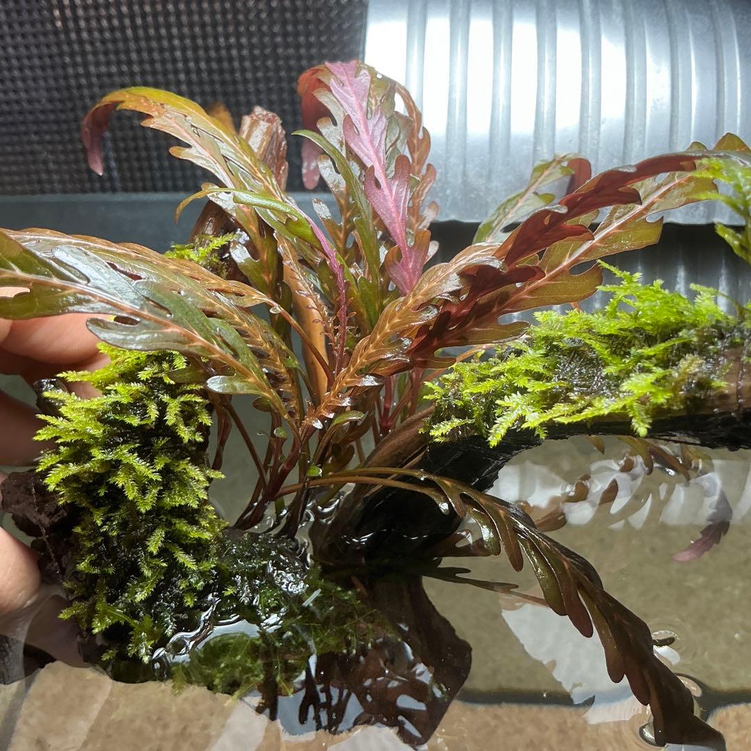 【第四種郵便】ジャイアント南米モス活着ティア付流木12cmとピンナ流木