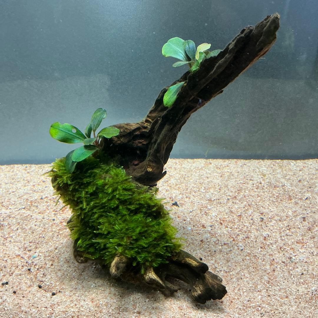 【第四種郵便】ジャイアント南米モス活着ティア付流木12cmとピンナ流木