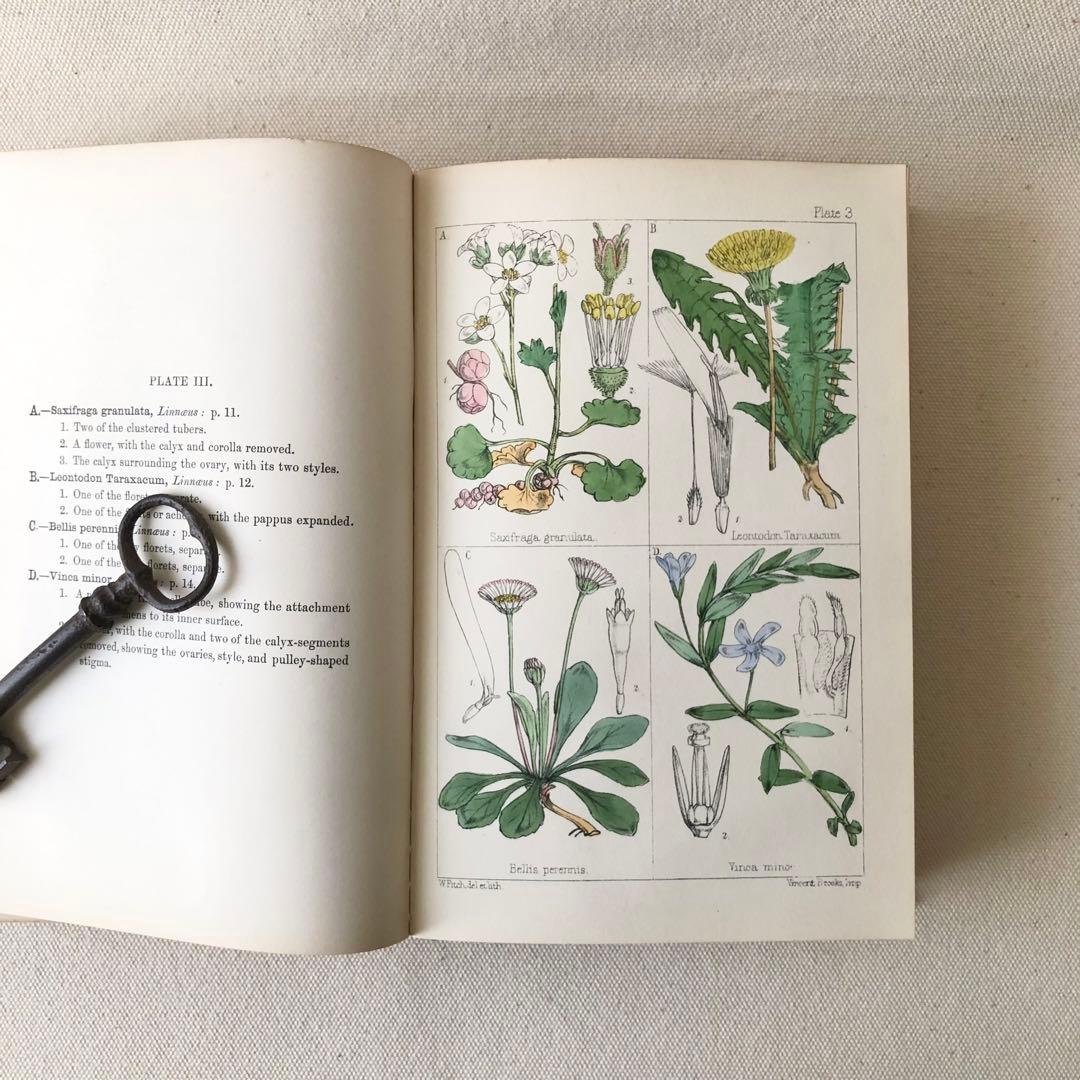 1867年！超希少　手彩色　英国ヴィクトリア時代のアンティーク植物図鑑