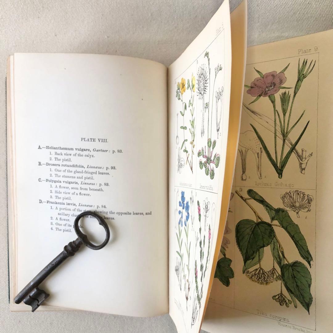 1867年！超希少　手彩色　英国ヴィクトリア時代のアンティーク植物図鑑