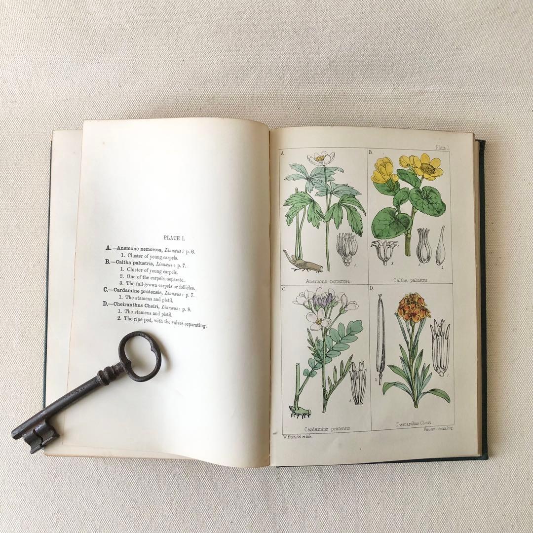 1867年！超希少　手彩色　英国ヴィクトリア時代のアンティーク植物図鑑