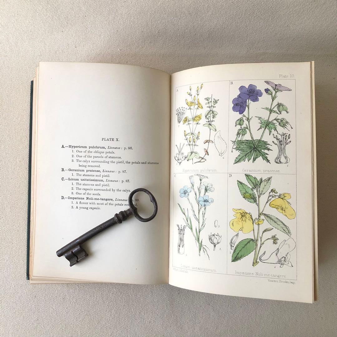 1867年！超希少　手彩色　英国ヴィクトリア時代のアンティーク植物図鑑