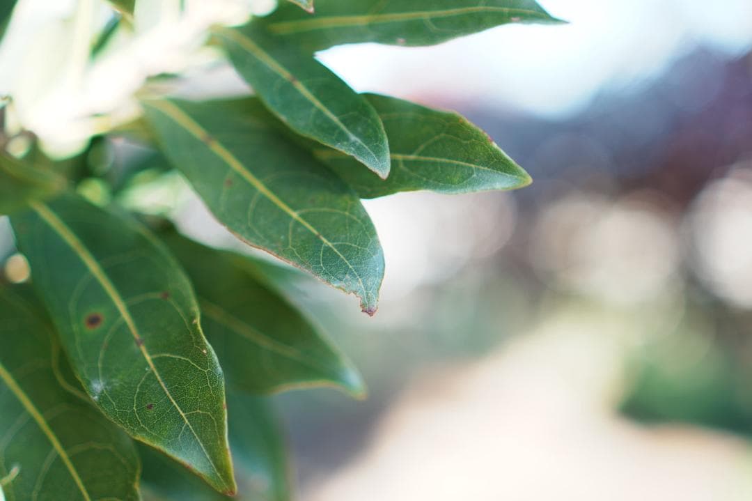 【美品】動作◎ SONY E 35mm F1.8 OSS 神レンズ 174