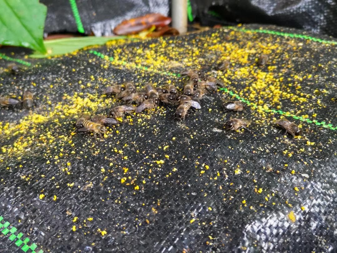 キンリョウヘン➕日本蜜蜂 重箱式巣箱4段➕スノコ➕誘引液