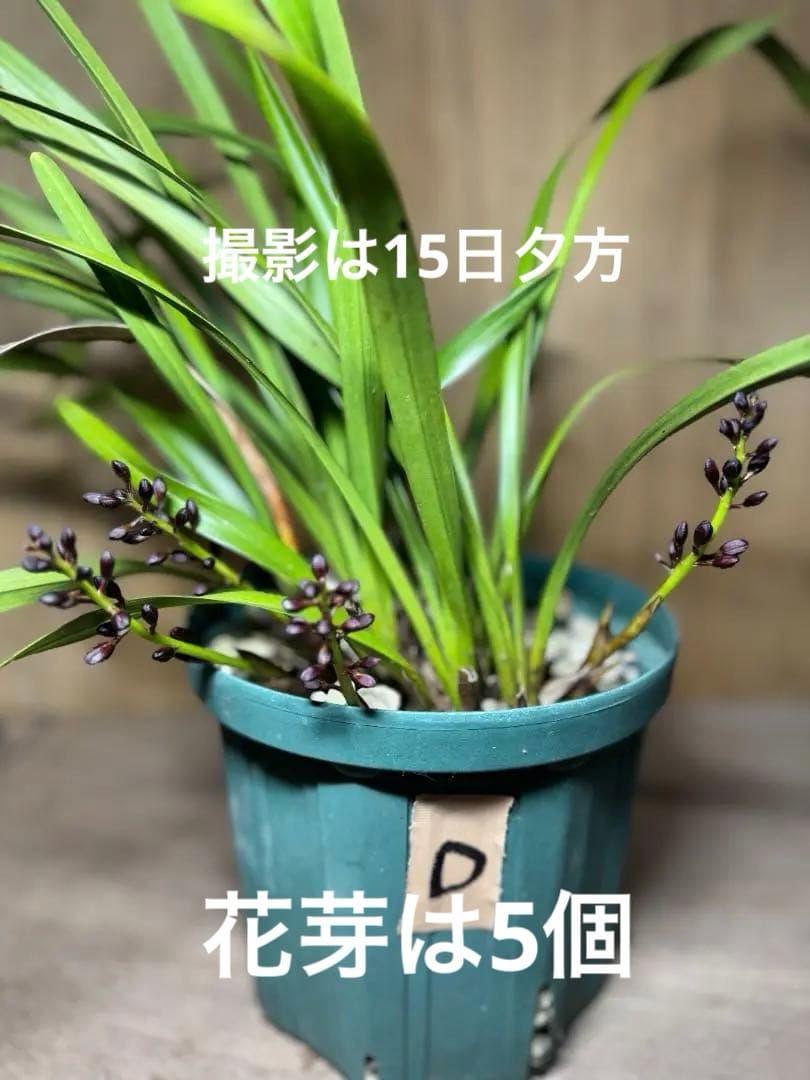 キンリョウヘン➕日本蜜蜂 重箱式巣箱4段➕スノコ➕誘引液