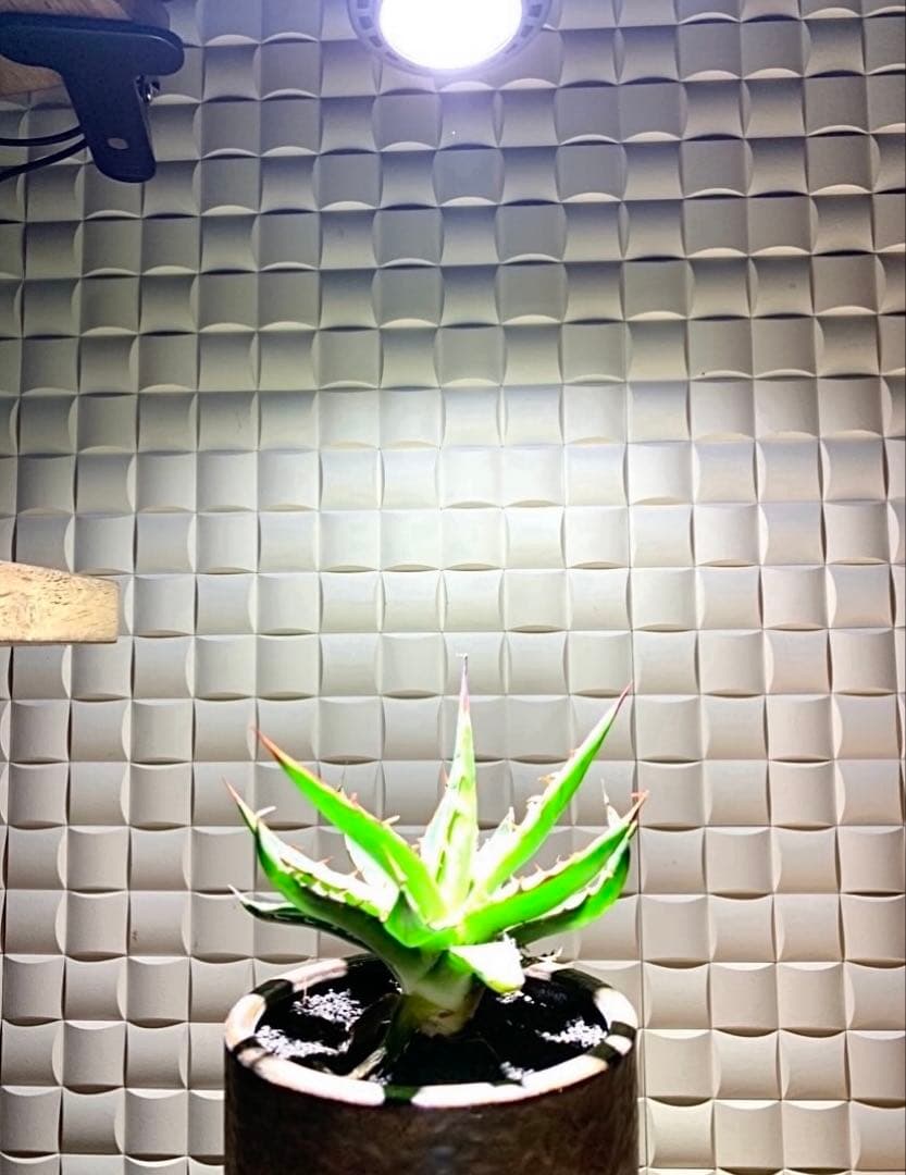 15W植物育成ライトGrowLight 6000K 2個　ライトクリップ2個