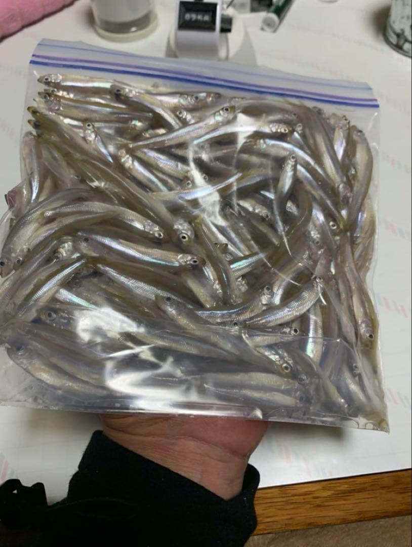 オススメ　ワカサギ釣り　ステンレス穂先　２本 ２００ミリ