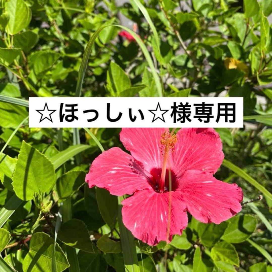 ☆ほっしぃ⭐︎