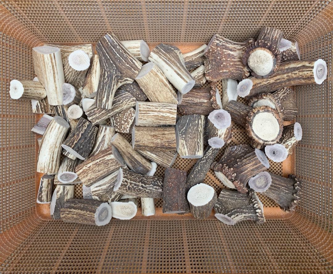 No.2050『鹿角加工材セット』鹿の角　エゾ鹿　鹿角　蝦夷鹿