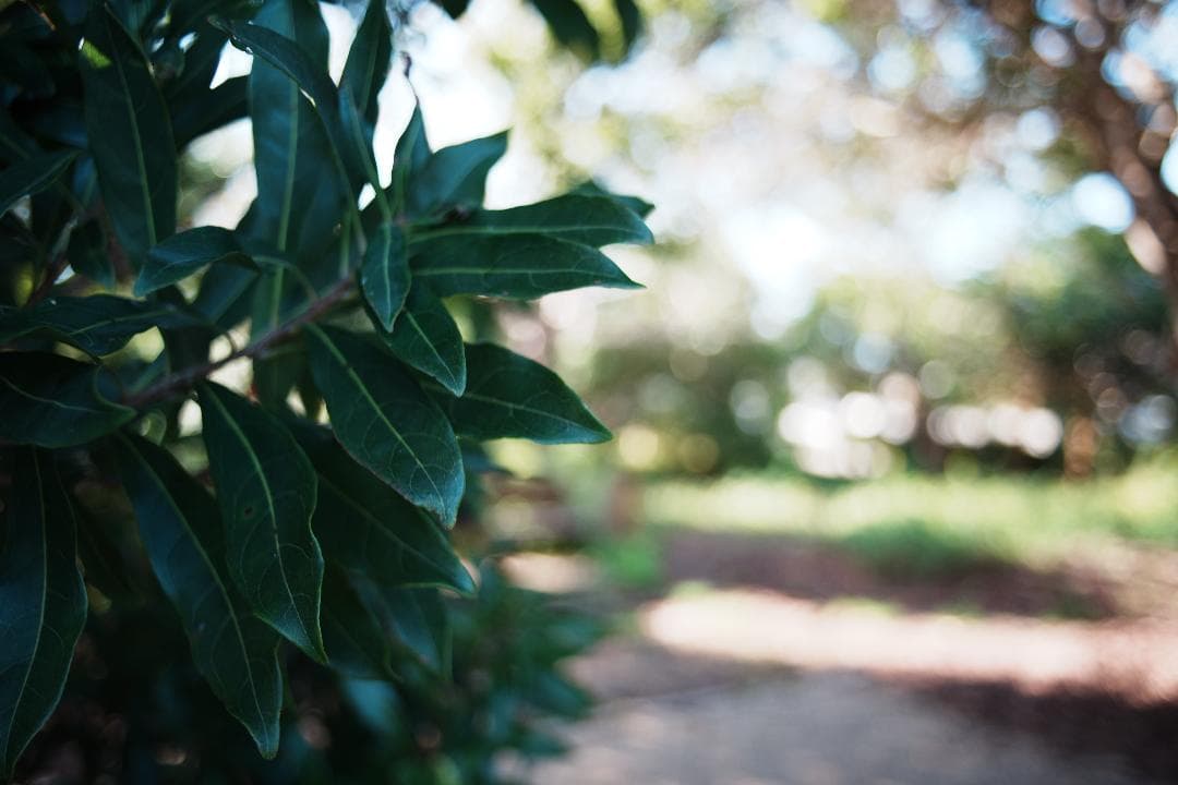 素直な色で写せる Canon New FD 28mm F2.8 112