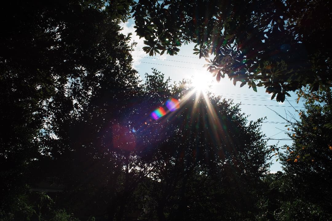 素直な色で写せる Canon New FD 28mm F2.8 112