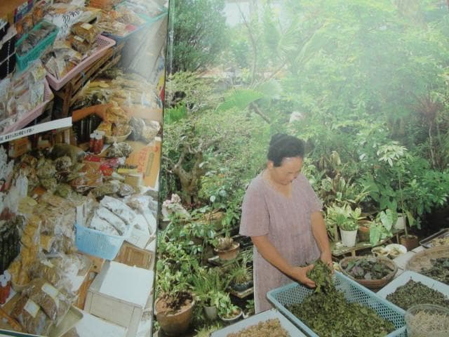 おきなわの薬草百科 多和田真淳