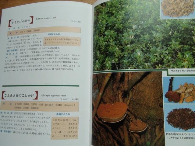 おきなわの薬草百科 多和田真淳