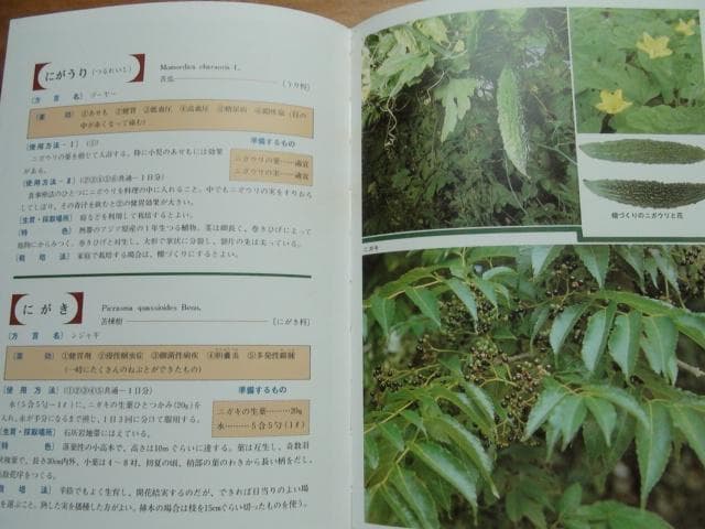 おきなわの薬草百科 多和田真淳