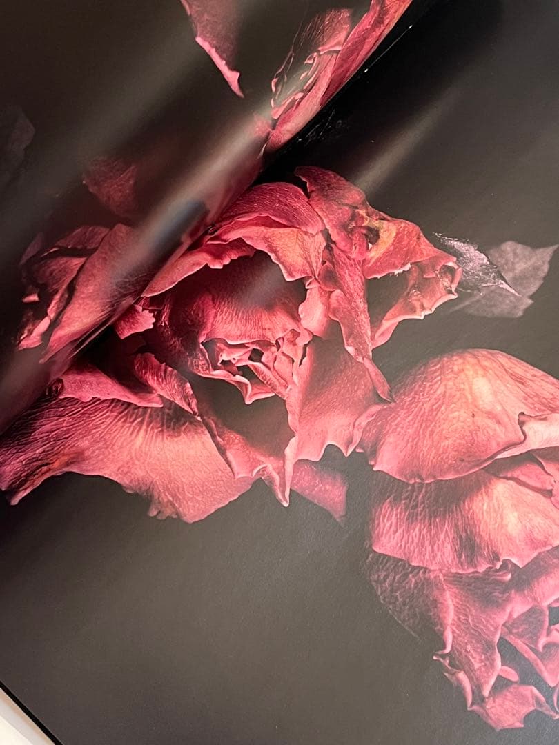 VISIONAIRE 40 DAVID SIMS / ROSES サイン本