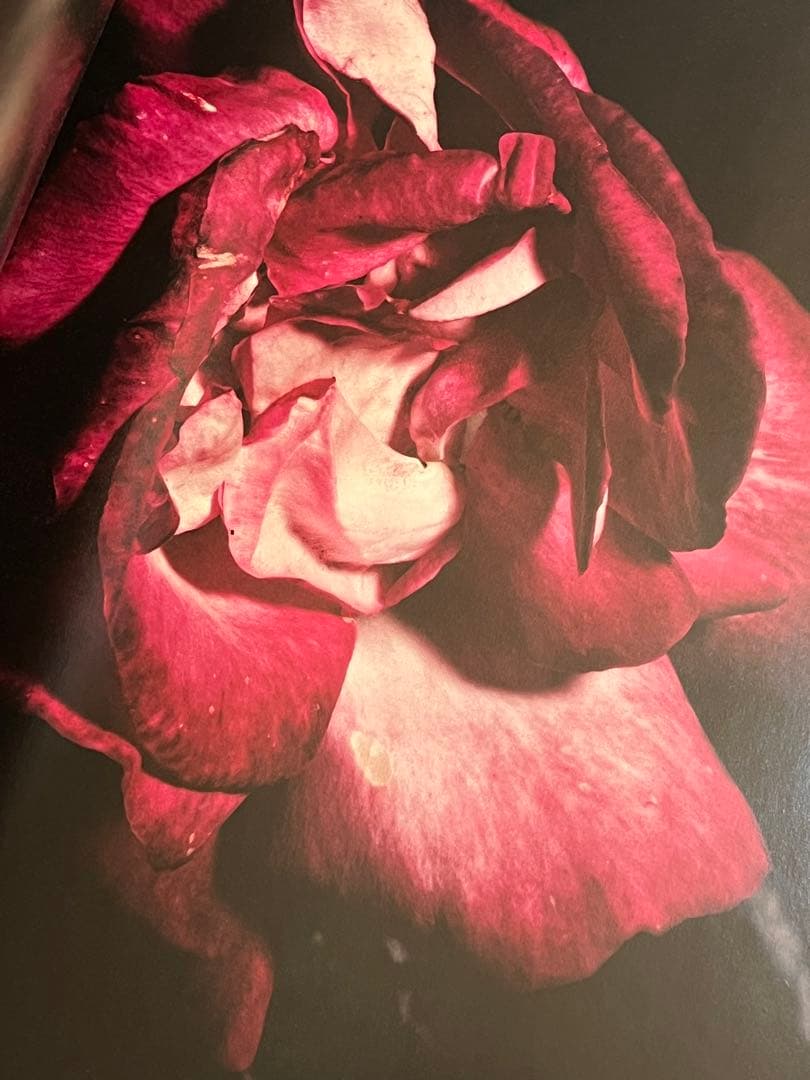 VISIONAIRE 40 DAVID SIMS / ROSES サイン本