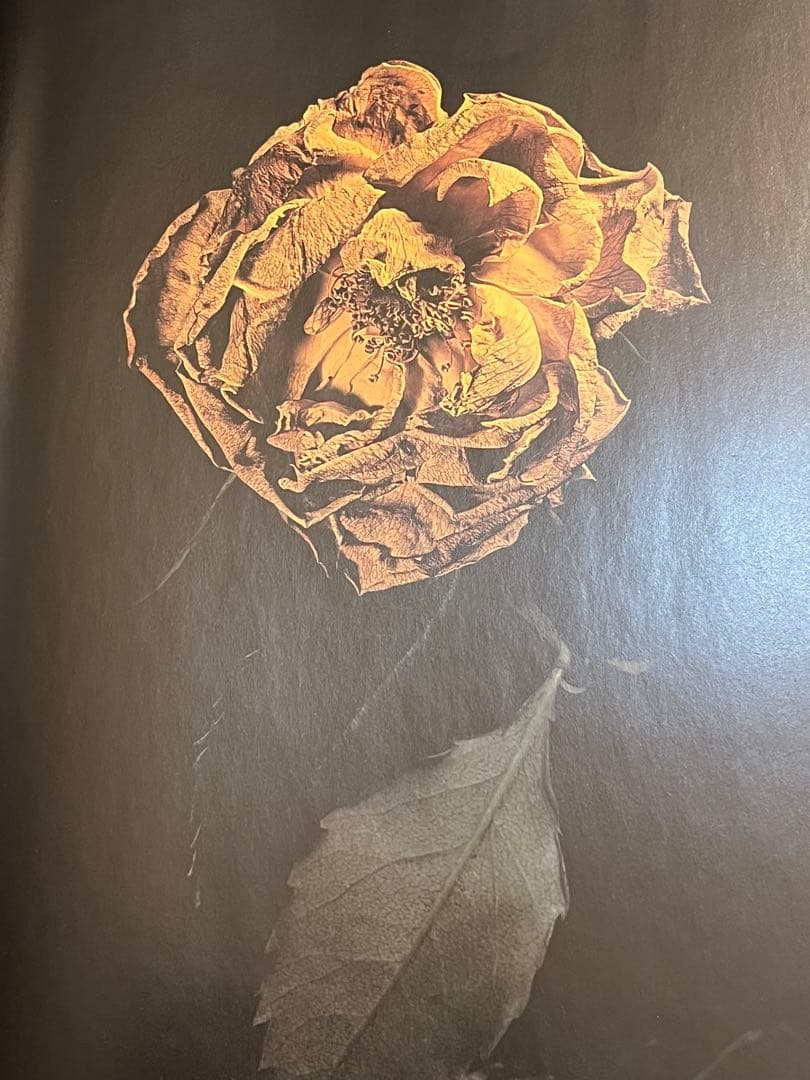 VISIONAIRE 40 DAVID SIMS / ROSES サイン本