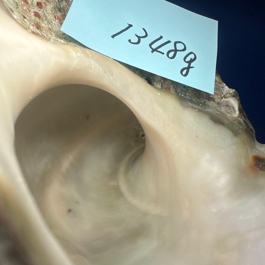 夜光貝　ヤコウ貝　まとめ売り　15個 約16、5kg アクセサリー　ルアー