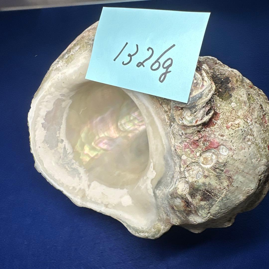 夜光貝　ヤコウ貝　まとめ売り　15個 約16、5kg アクセサリー　ルアー