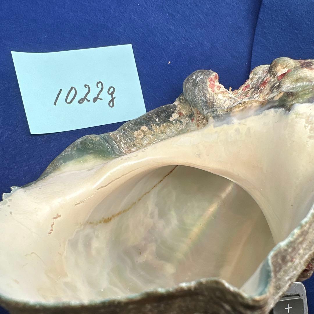 夜光貝　ヤコウ貝　まとめ売り　15個 約16、5kg アクセサリー　ルアー