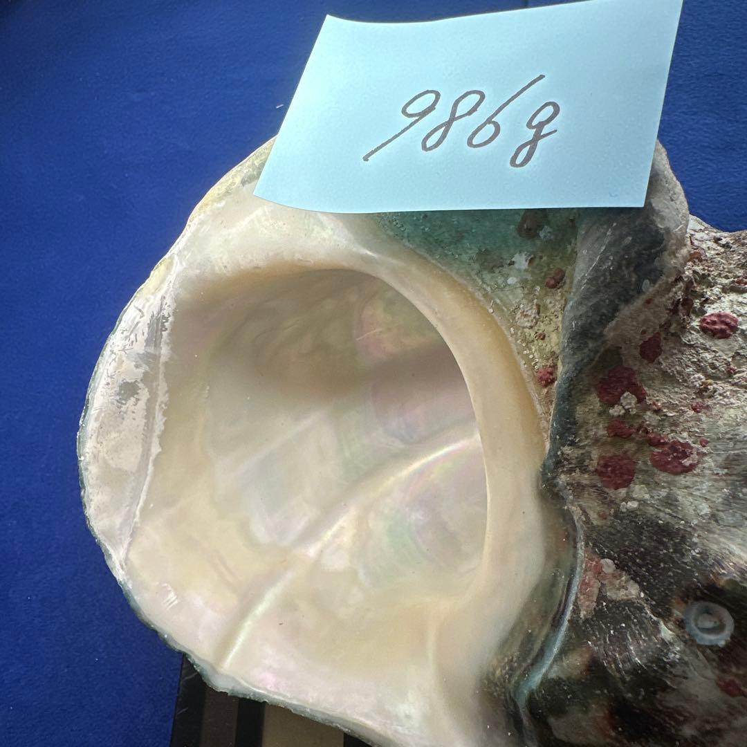 夜光貝　ヤコウ貝　まとめ売り　15個 約16、5kg アクセサリー　ルアー