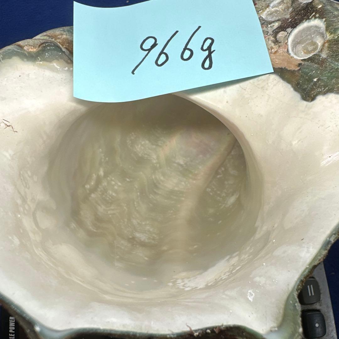 夜光貝　ヤコウ貝　まとめ売り　15個 約16、5kg アクセサリー　ルアー