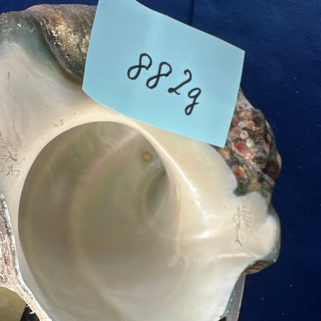 夜光貝　ヤコウ貝　まとめ売り　15個 約16、5kg アクセサリー　ルアー