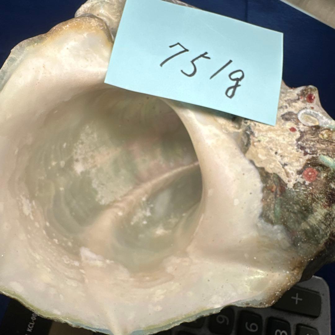 夜光貝　ヤコウ貝　まとめ売り　15個 約16、5kg アクセサリー　ルアー