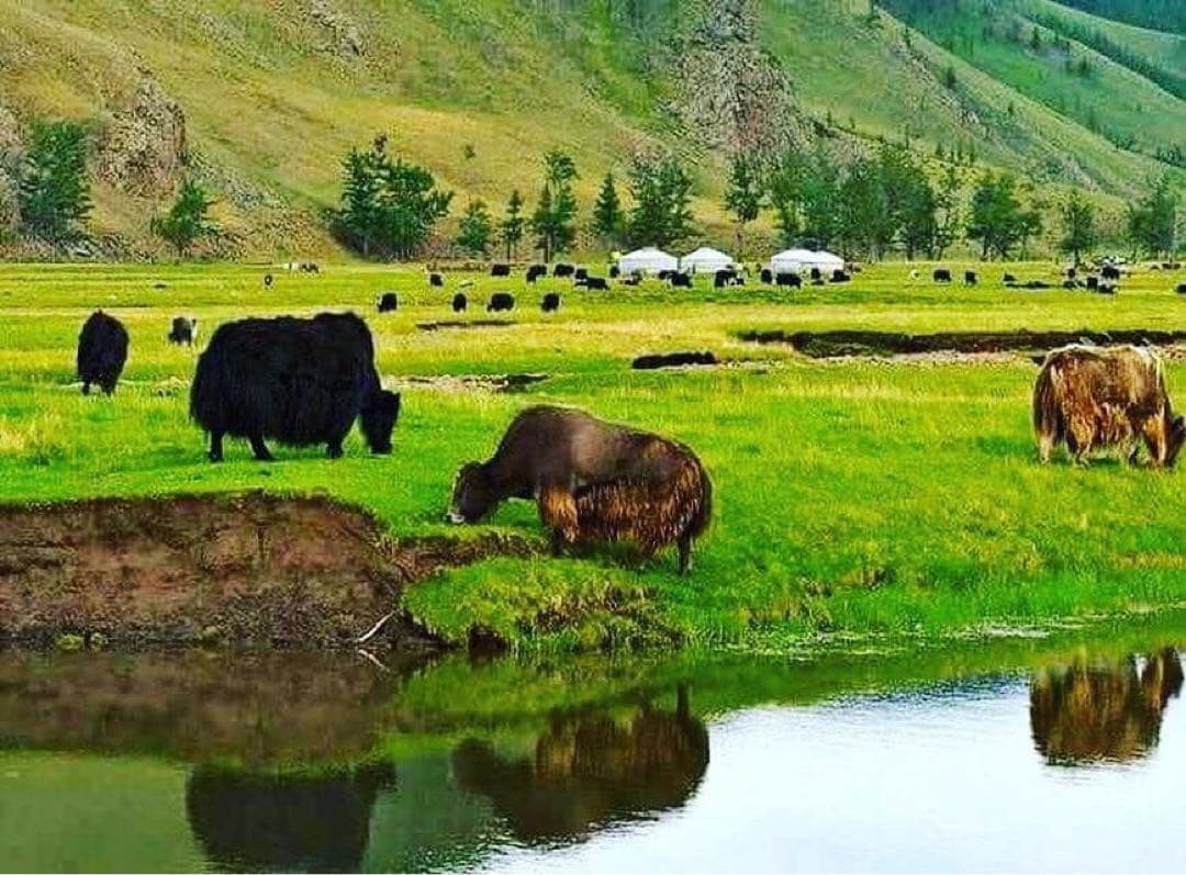 ヤクウール(ヤクダウン)100% ハンドウォーマー オーガニック　ブラウン色2点