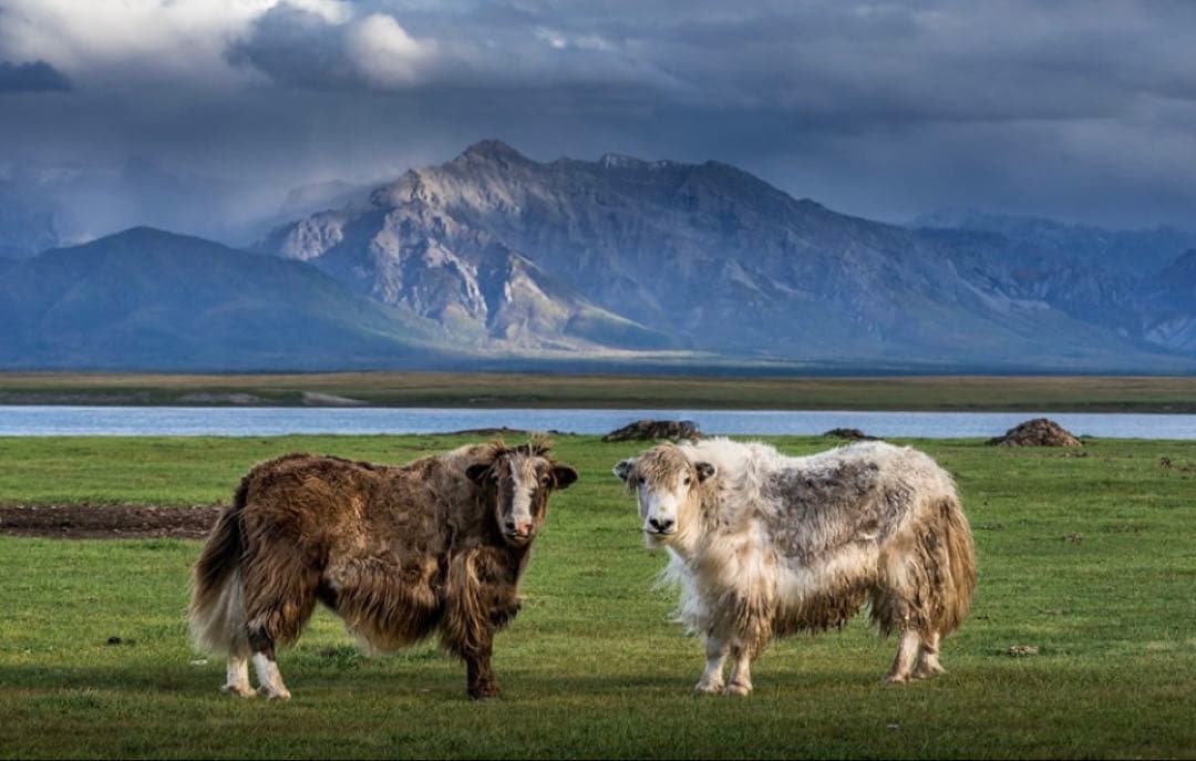 ヤクウール(ヤクダウン)100% ハンドウォーマー オーガニック　ブラウン色2点