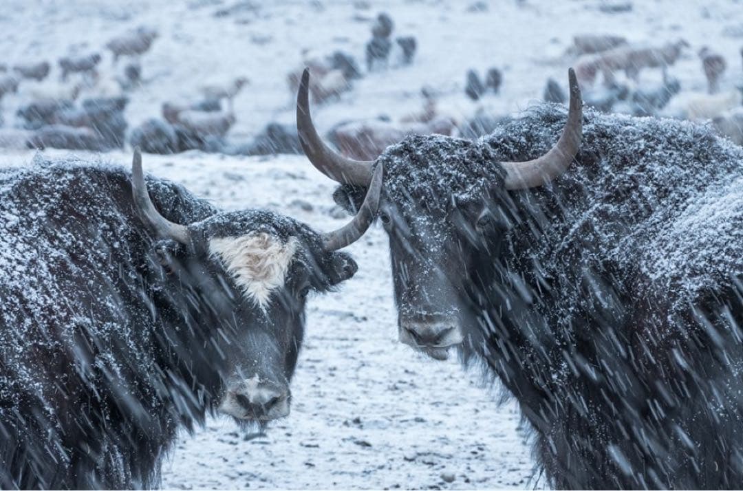 ヤクウール(ヤクダウン)100% ハンドウォーマー オーガニック　ブラウン色2点