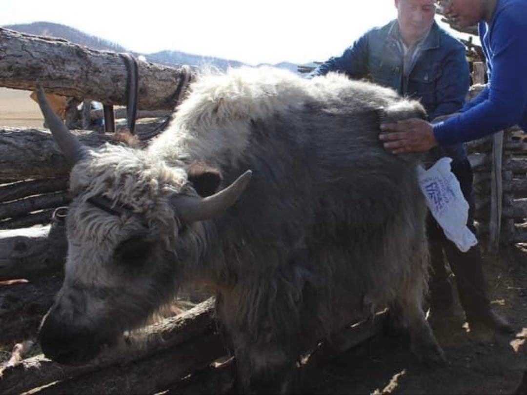 ヤクウール(ヤクダウン)100% ハンドウォーマー オーガニック　ブラウン色2点