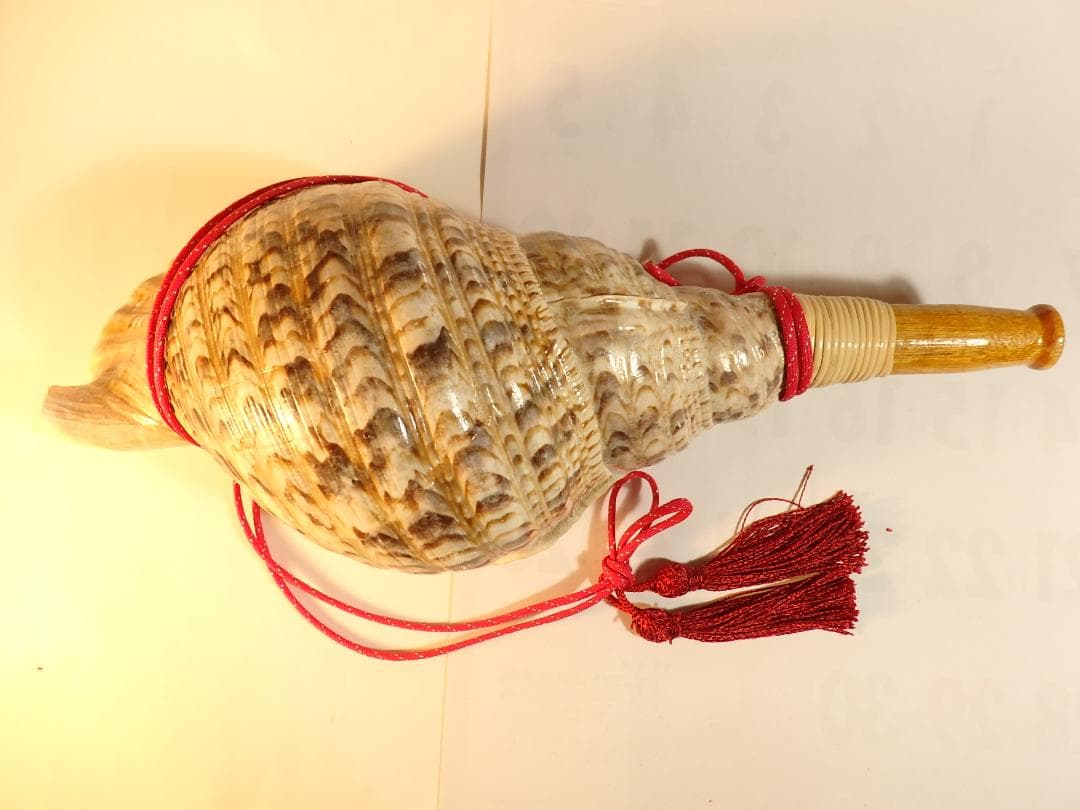 法螺貝 約41㎝ 木製歌口,赤紐付　新品　 MH-448